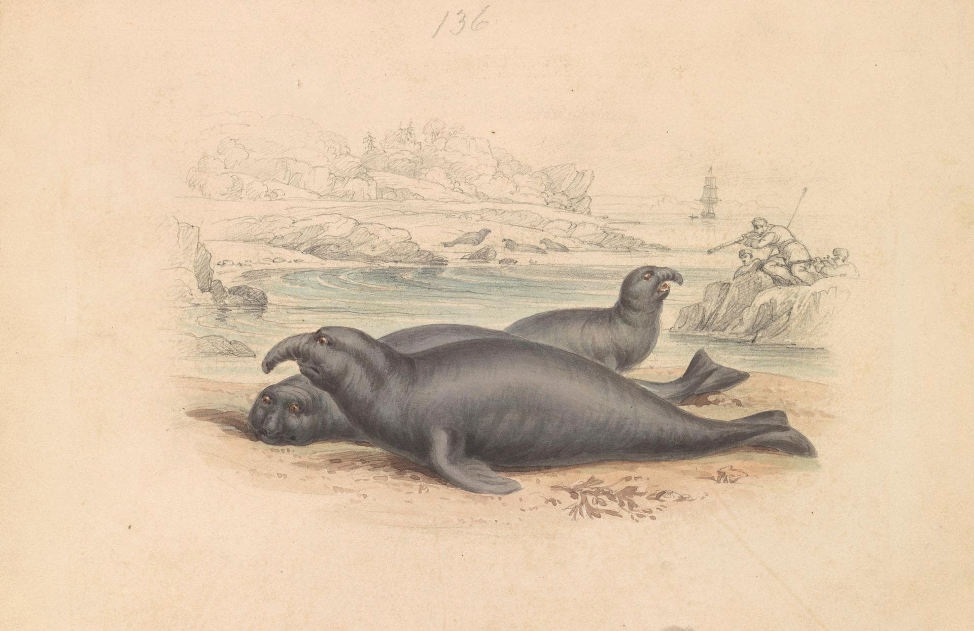 The Elephant Seal