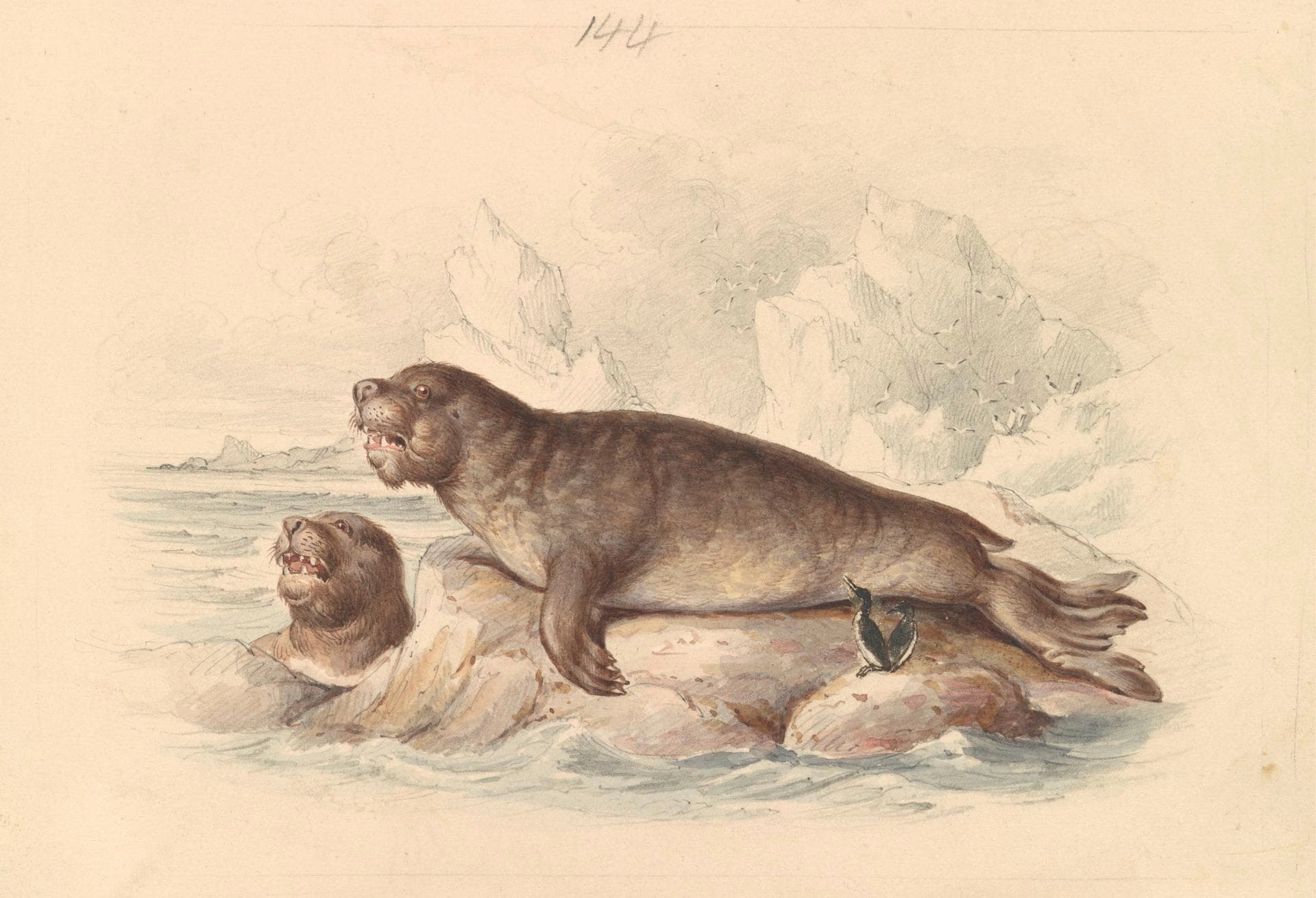 Female Elephant Seal