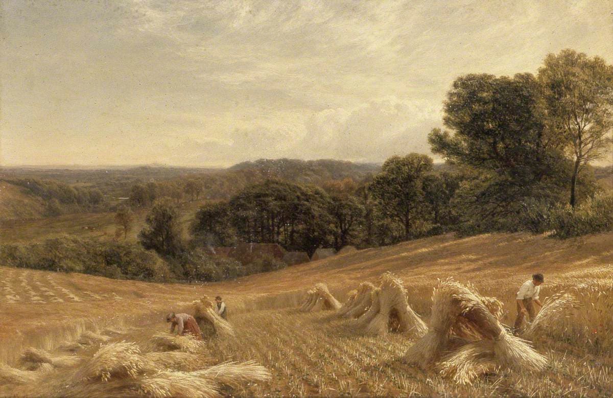 A Cornfield