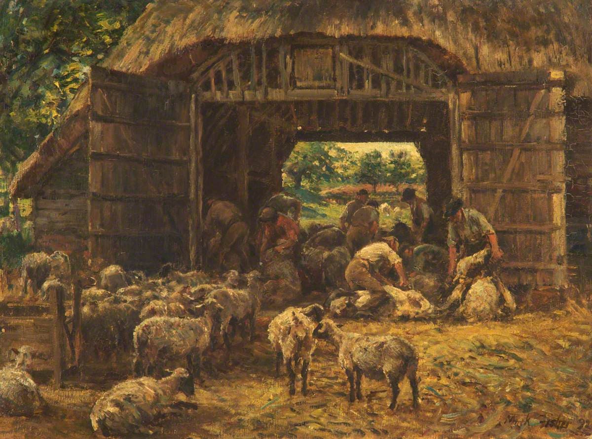 Sheep Shearing