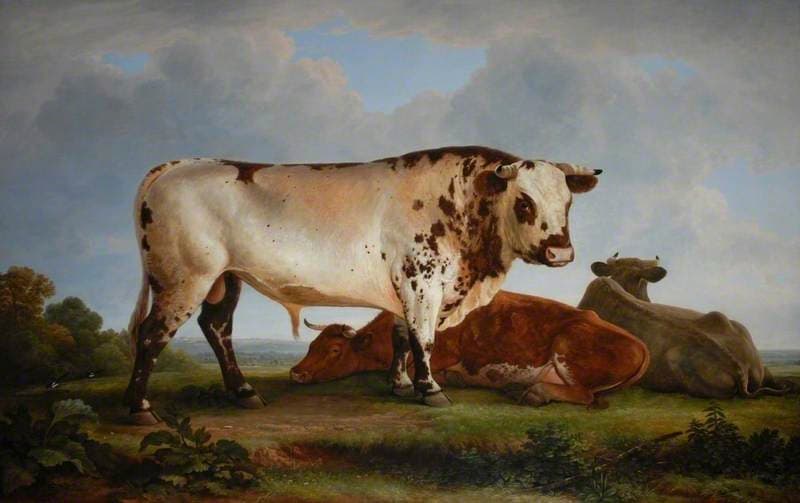 A Bull