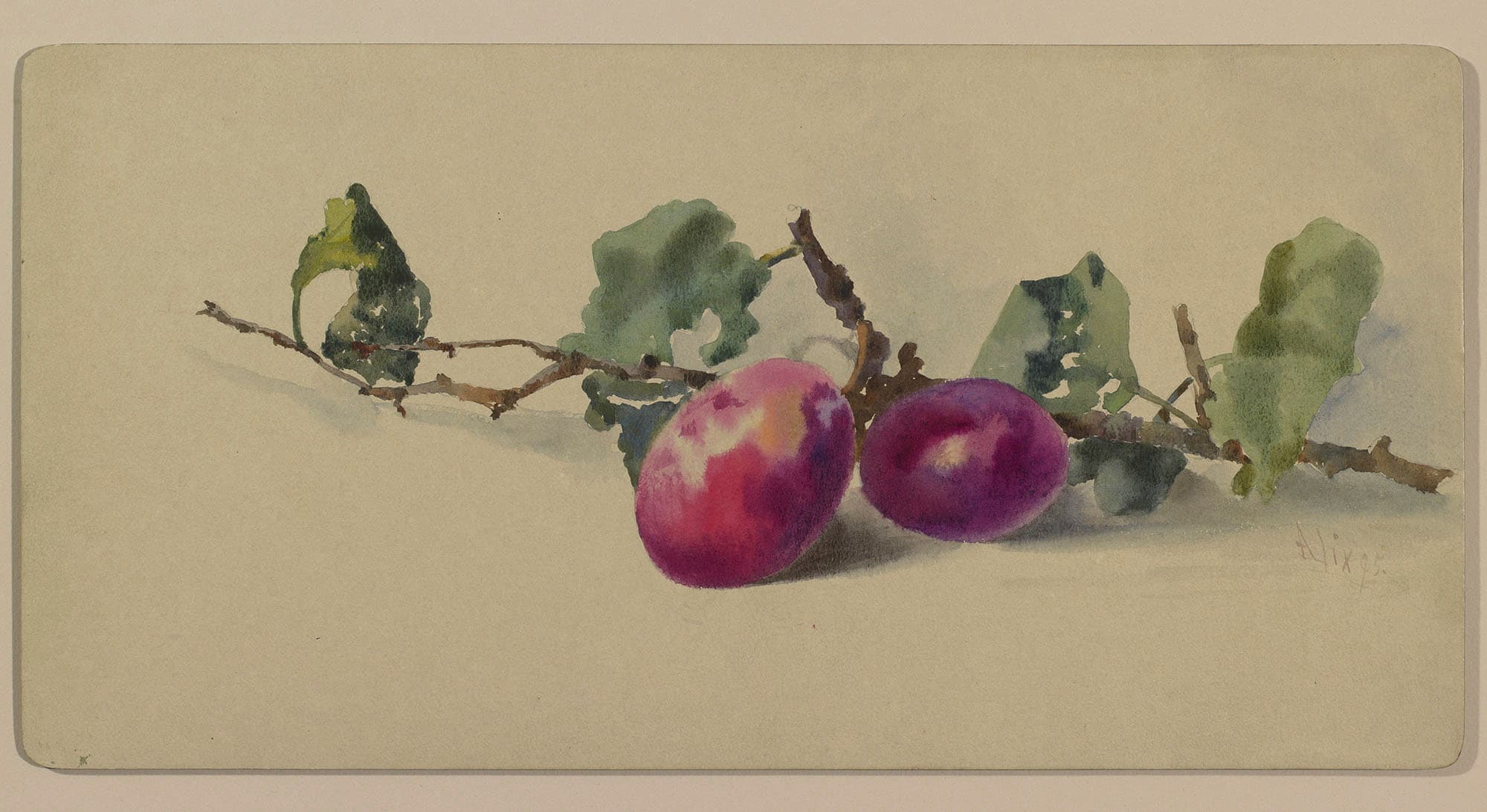 Branch with Plums