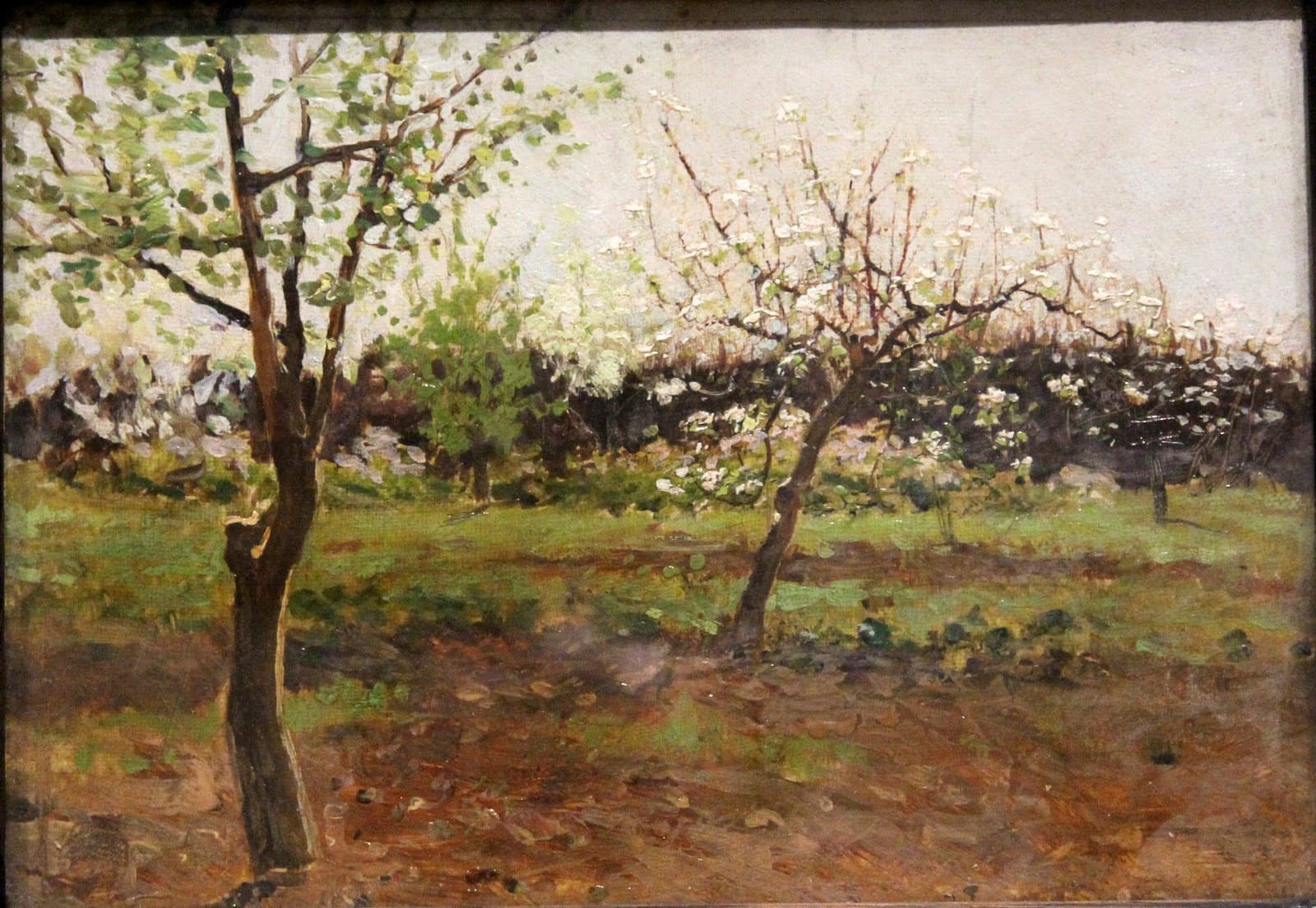 Квітнеючыя яблыні