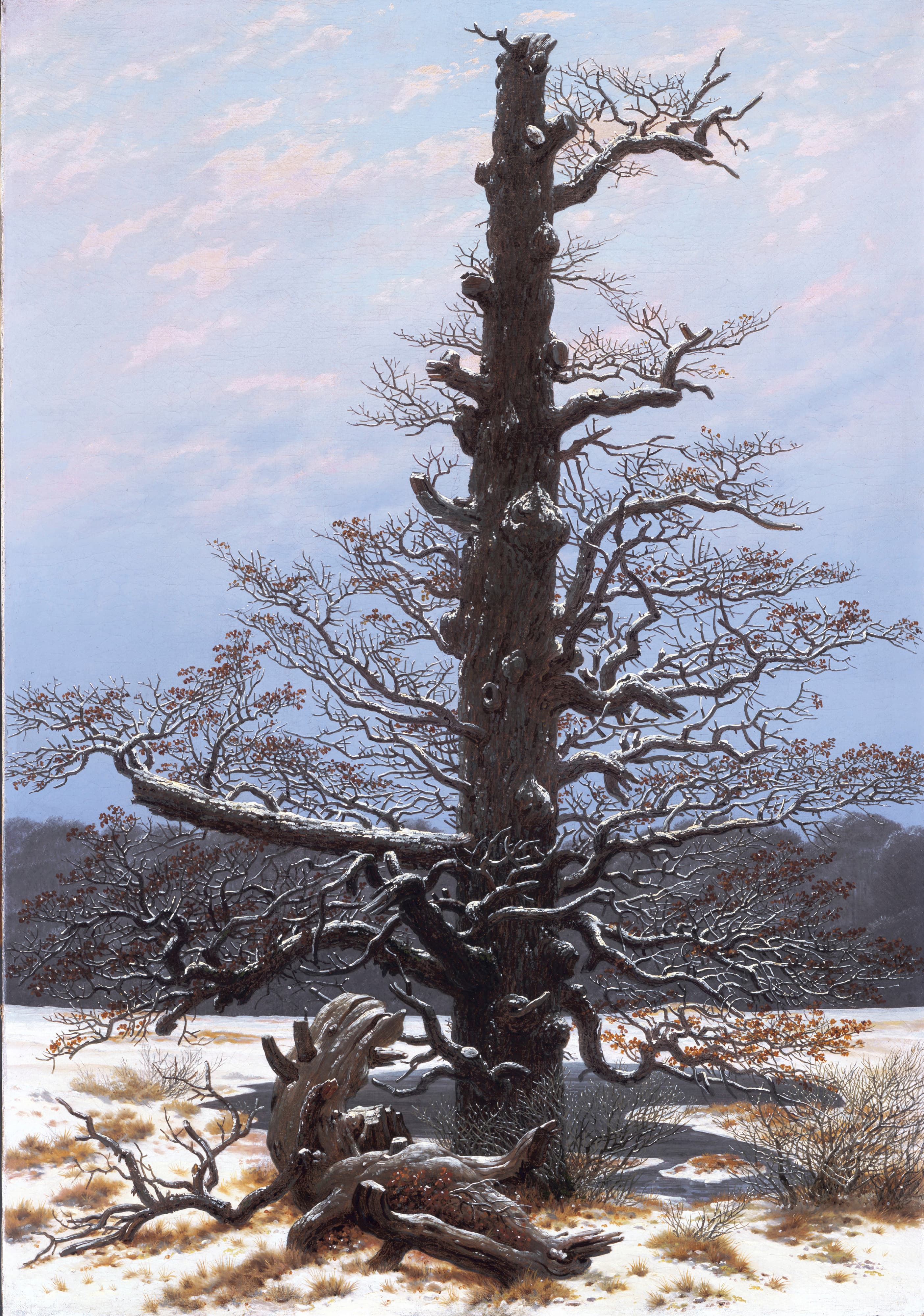The Oaktree in the Snow