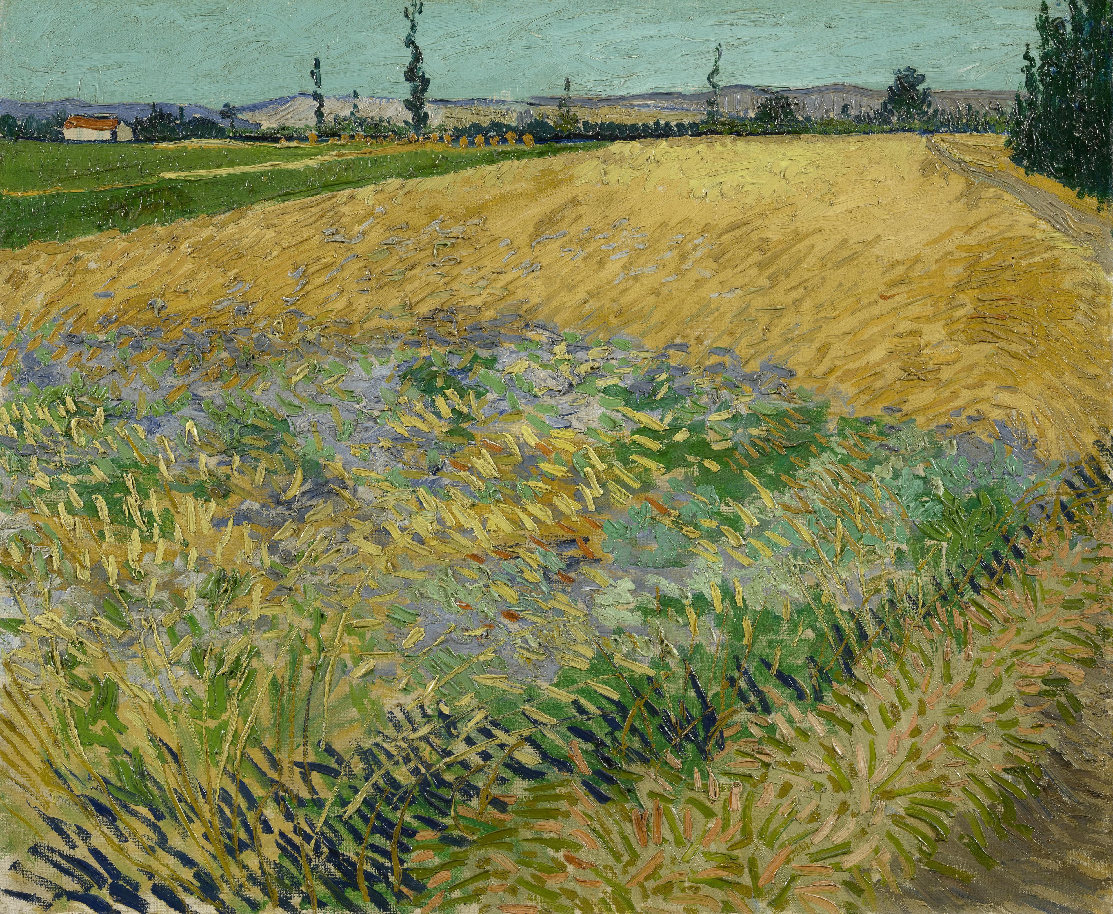 Wheatfield